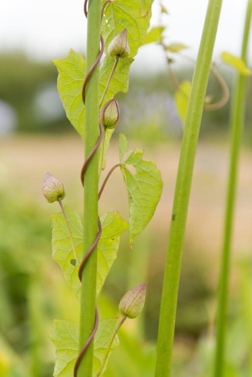 Yha Lizard Vandrarhem Exteriör bild